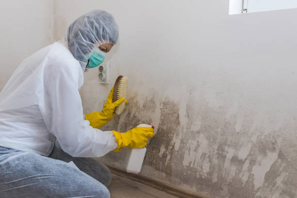 Best Mold Testing and Inspection Services in Defuniak Springs, FL