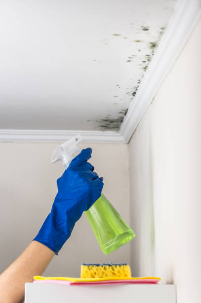 Best Post-Flood Mold Remediation in Defuniak Springs, FL